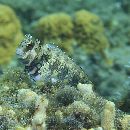 Salarias fasciatus (Bloch, 1786)