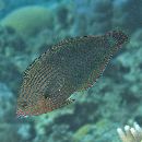 Halichoeres marginatus Ruppell, 1835