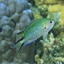 Pomachromis richardsoni (Snyder, 1909)