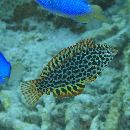 Macropharyngodon meleagris (Valenciennes, 1839)