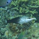 Gomphosus varius Lacepede, 1801