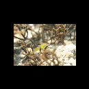 Ocynectes maschalis Jordan et Starks, 1904