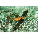 Hippocampus sindonis Jordan et Snyder, 1901