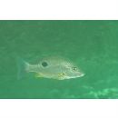 Lutjanus russellii (Bleeker, 1849)