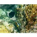 Acanthurus blockii Valenciennes, 1835