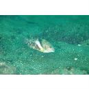 Choerodon azurio (Jordan et Snyder, 1901)