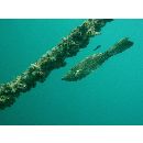 Aluterus scriptus (Osbeck, 1765)