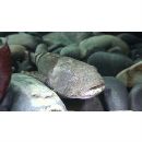 Cottus kazika Jordan et Starks, 1904