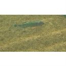 Opsariichthys platypus (Temminck et Schlegel, 1846)