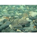 Cottus kazika Jordan et Starks, 1904