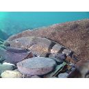 Cottus kazika Jordan et Starks, 1904