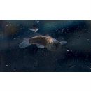 Oedalechilus labiosus (Valenciennes, 1836)