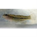 Tridentiger bifasciatus Steindachner, 1881