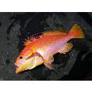 Caprodon schlegelii (Gunther, 1859)