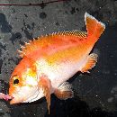 Caprodon schlegelii (Gunther, 1859)