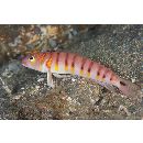 Parapercis multifasciata Doderlein, 1884