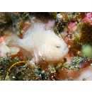 Antennatus nummifer (Cuvier, 1817)