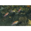 Luzonichthys waitei (Fowler, 1931)