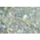 Pseudocoris ocellata Chen et Shao, 1995