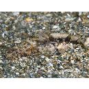 Inegocia ochiaii Imamura, 2010