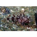 Sebastapistes perplexa Motomura, Aizawa et Endo, 2014