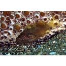 Epinephelus akaara (Temminck et Schlegel, 1842)