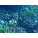 Pseudocoris ocellata Chen et Shao, 1995