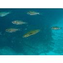 Pseudocoris ocellata Chen et Shao, 1995