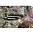 Ostorhinchus taeniophorus (Regan, 1908)