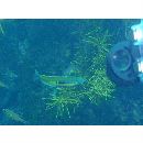 Pseudocoris ocellata Chen et Shao, 1995