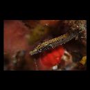 Festucalex erythraeus (Gilbert, 1905)