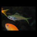 Paracaesio xanthura (Bleeker, 1869)