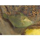 Cantherhines fronticinctus (Gunther, 1867)