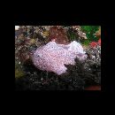 Antennatus nummifer (Cuvier, 1817)