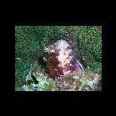 Mimoblennius atrocinctus (Regan, 1908)