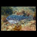 Arothron firmamentum (Temminck et Schlegel, 1847)