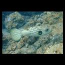 Arothron manilensis (Proce, 1822)