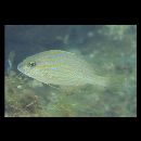 Plectorhinchus flavomaculatus (Ehrenberg, 1830)