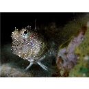 Glyptoparus delicatulus Smith, 1959