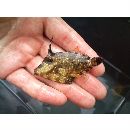 Cantherhines fronticinctus (Gunther, 1867)