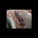 Eviota japonica Jewett et Lachner, 1983