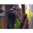 Hippocampus mohnikei Bleeker, 1854