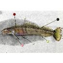 Parapercis ommatura Jordan et Snyder, 1902