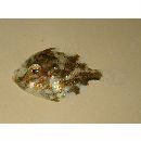 Rudarius ercodes Jordan et Fowler, 1902