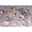 Inegocia ochiaii Imamura, 2010