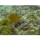 Rudarius ercodes Jordan et Fowler, 1902