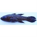 Pseudamia hayashii Randall, Lachner et Fraser, 1985