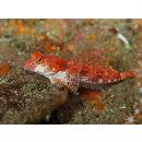 Neosynchiropus rubrovinctus (Gilbert, 1905)