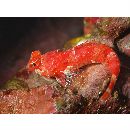 Neosynchiropus rubrovinctus (Gilbert, 1905)