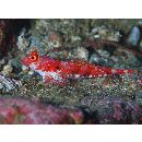 Neosynchiropus rubrovinctus (Gilbert, 1905)